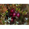 Spanguolė, stambiauogė ,,Early Black,, /Vaccinium macrocarpon/ - P9 kont.