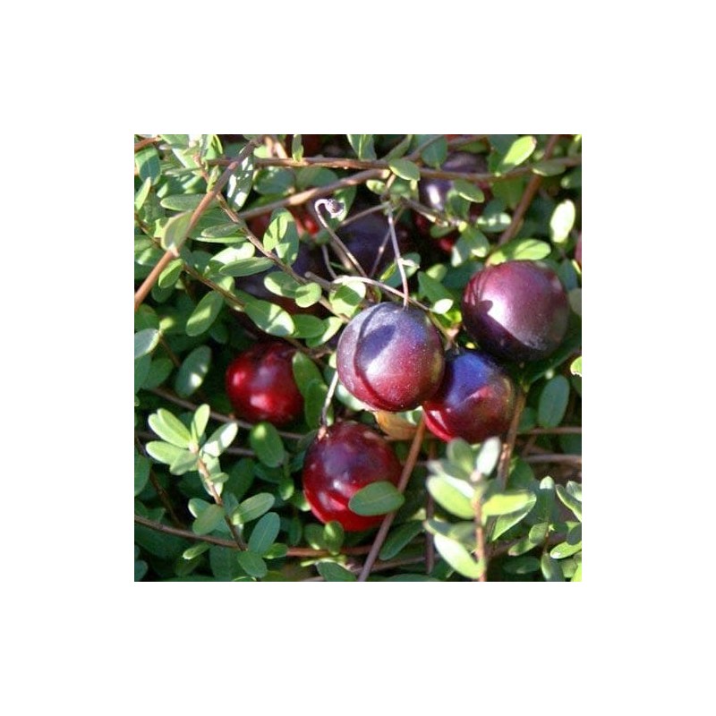 Spanguolė, stambiauogė ,,Early Black,, /Vaccinium macrocarpon/ - P9 kont.