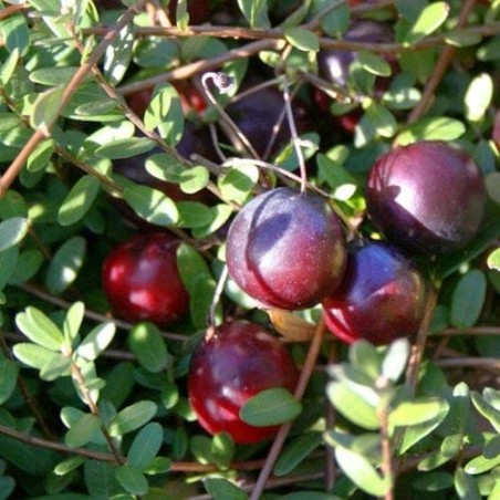 Spanguolė, stambiauogė ,,Early Black,, /Vaccinium macrocarpon/ - P9 kont.