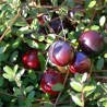 Spanguolė, stambiauogė ,,Early Black,, /Vaccinium macrocarpon/ - P9 kont.