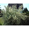Filadelfas – jazminas ,,Schneesturm,, /Philadelphus/- P9 kont.