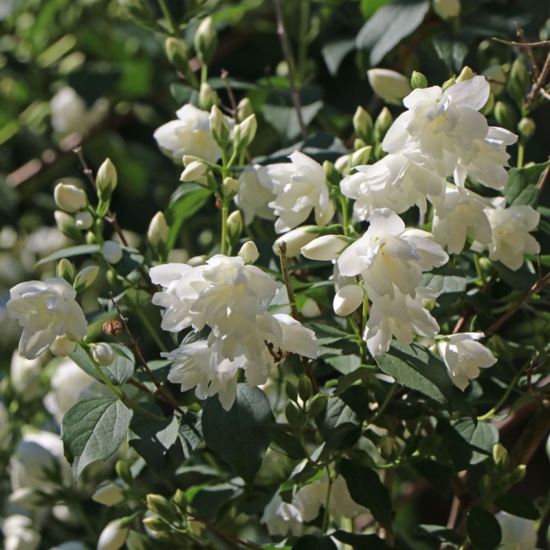 Filadelfas – jazminas ,,Schneesturm,, /Philadelphus/- P9 kont.