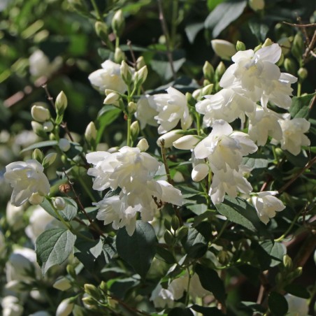 Filadelfas – jazminas ,,Schneesturm,, /Philadelphus/- P9 kont.