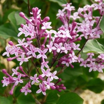 Alyva 'Red Pixie' /Syringa meyeri/ - P9 kont.