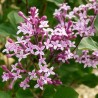 Alyva 'Red Pixie' /Syringa meyeri/ - P9 kont.