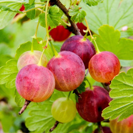Ērkšķoga "Achilles" /ribes uva-crispa/ - C2 kont.