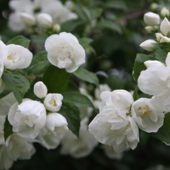 Filadelfas – jazminas "Girandole" /Philadelphus virginalis/- P9 kont.