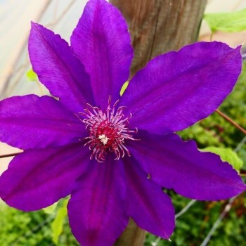 Klematis ,,Kacper,,...