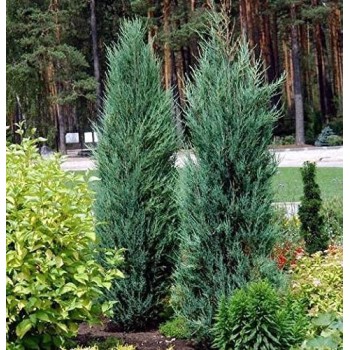 Kadagys, uolinė ,,Blue Arrow,, /Juniperus scopulorum/ - P9 Kont.