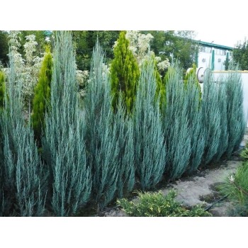 Kadagys, uolinė ,,Blue Arrow,, /Juniperus scopulorum/ - P9 Kont.