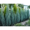 Kadagys, uolinė ,,Blue Arrow,, /Juniperus scopulorum/ - P9 Kont.