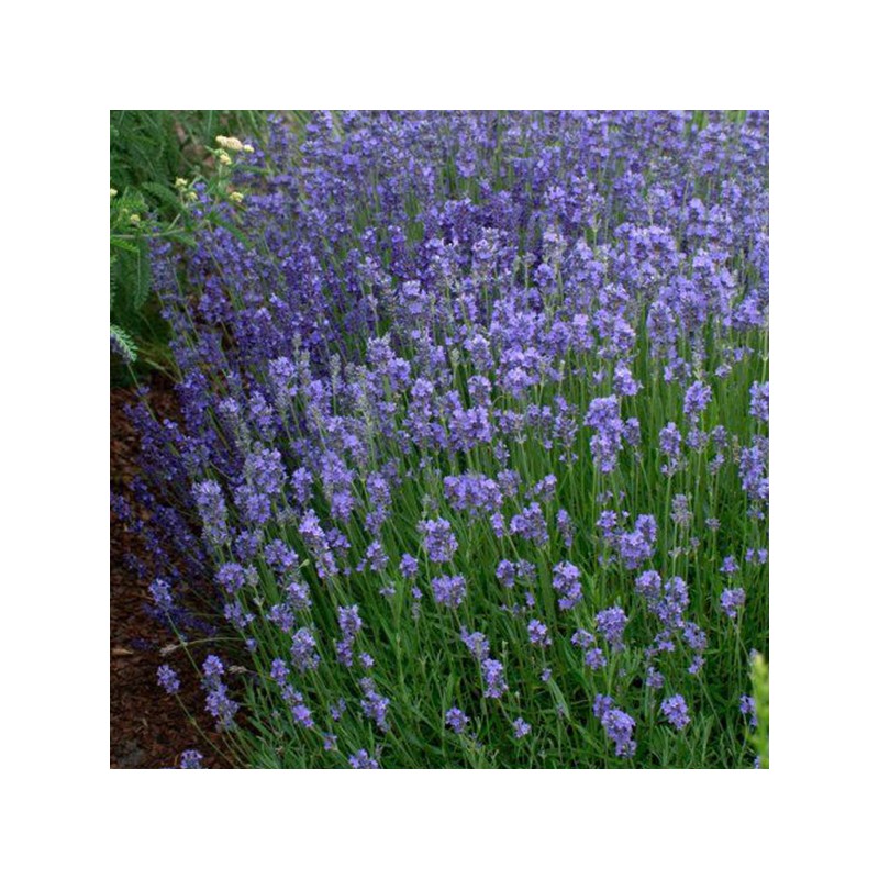 Levanda, tikroji "Dwarf Blue" /lavandula angustifolia/ - P9 kont.