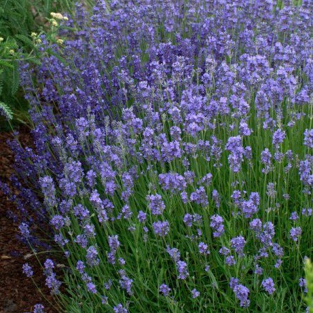 Levanda, tikroji "Dwarf Blue" /lavandula angustifolia/ - P9 kont.