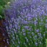 Levanda, tikroji "Dwarf Blue" /lavandula angustifolia/ - P9 kont.