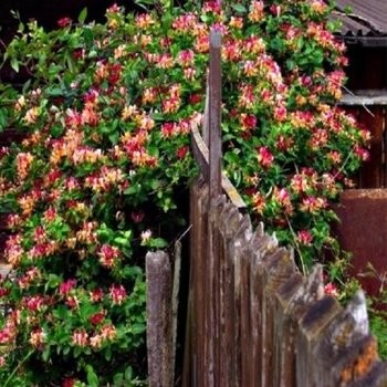 Sausmedis, hekroto ,,Goldflame,, /lonicera x heckrottii/ -P9 kont