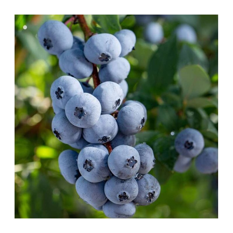 Krūmmellene ,,Brigitta Blue,, /vaccinium corymbosum/ - C2,5 kont.