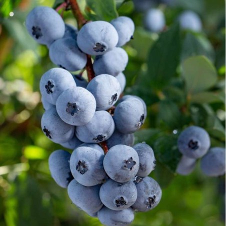 Krūmmellene ,,Brigitta Blue,, /vaccinium corymbosum/ - C2,5 kont.