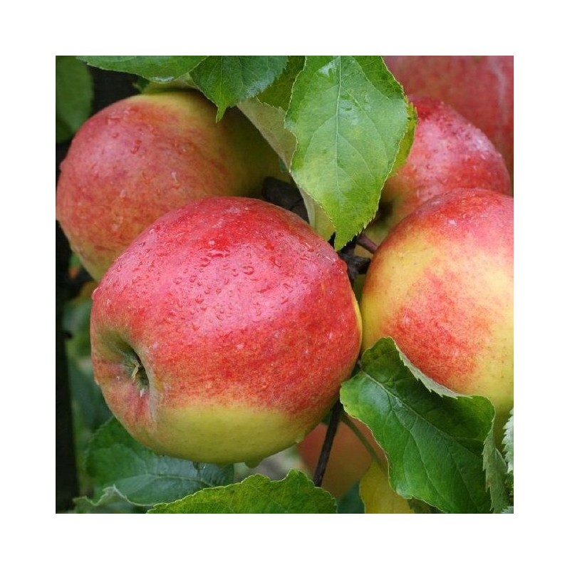 Obelis, žieminė ,,Jonagold,, /malus domestica/