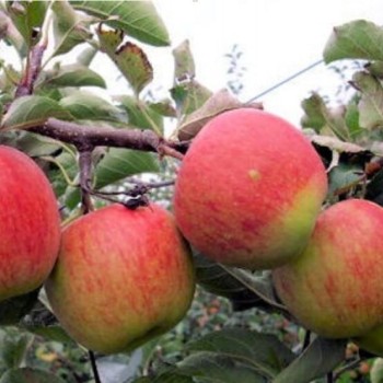 Obelis, žieminė ,,Jonagold,, /malus domestica/