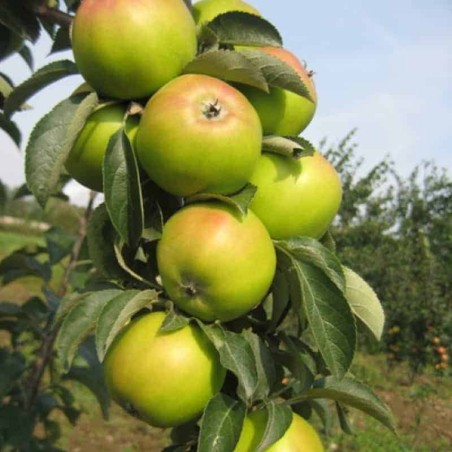 Obelis, koloninė ,,President,, /malus domestica/ - 50-70cm