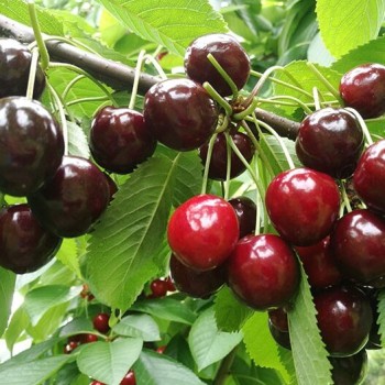 Vyšnia ,,Tamara,, /prunus...