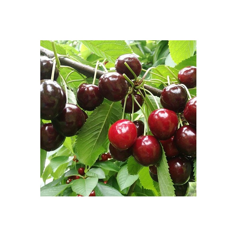 Ķirsis, saldais ,,Tamara,, /prunus avium/ (vidēji vēlais)