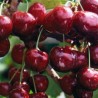 Ķirsis, saldais ,,Valērijs Čkalovs,, /prunus avium/ (agrais) - 140-180cm