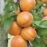 Aprikoze ,,Harlayne,, /prunus armeniaca/ (vidēji agrā)