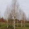 Bērzs, baltmizas, Himalaju "Doorenbos" /betula utilis var. jacq./ - 80-100cm