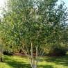 Bērzs, baltmizas, Himalaju "Doorenbos" /betula utilis var. jacq./ - 80-100cm