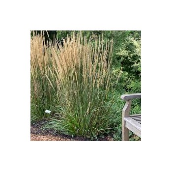 Ciesa, asmatu 'Karl Foerster' /Calamagrostis acut./ - C2,5 kont.