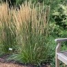 Ciesa, asmatu 'Karl Foerster' /Calamagrostis acut./ - C2,5 kont.