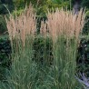 Ciesa, asmatu 'Karl Foerster' /Calamagrostis acut./ - C2,5 kont.