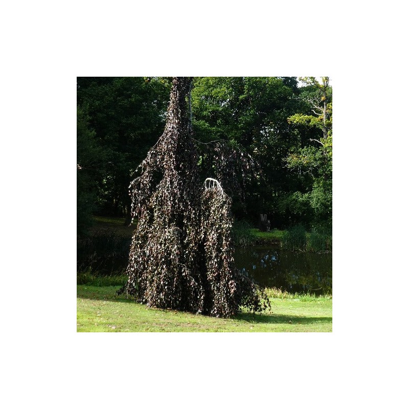 Dizškabārdis, parastais "Purple Fountain" /fagus sylvatica/ - C20kont. - 240-260cm. - spēcīgs stāds