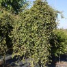 Dizškabārdis, parastais "Rohan Green Weeping" /fagus sylvatica/ - augstcelma - Pa 100-120cm. C15 kont.
