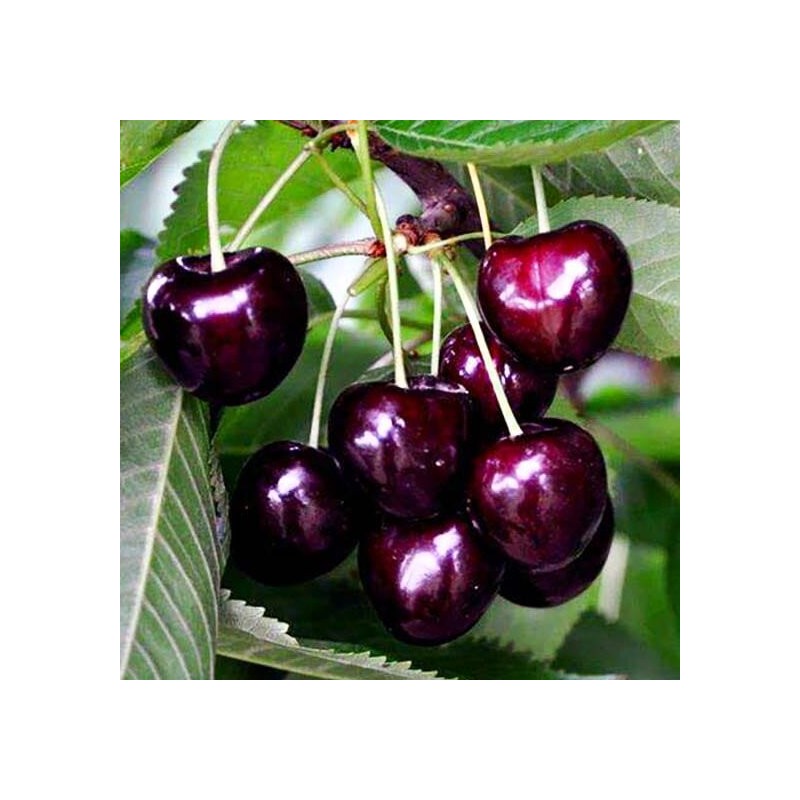 Ķirsis, saldais ,,Sam,, /prunus avium/ (agrais)