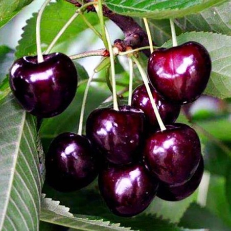 Ķirsis, saldais ,,Sam,, /prunus avium/ (agrais)