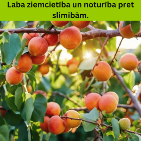 Aprikoze ,,Harcot,, /prunus armeniaca/ (vidēji agrā)