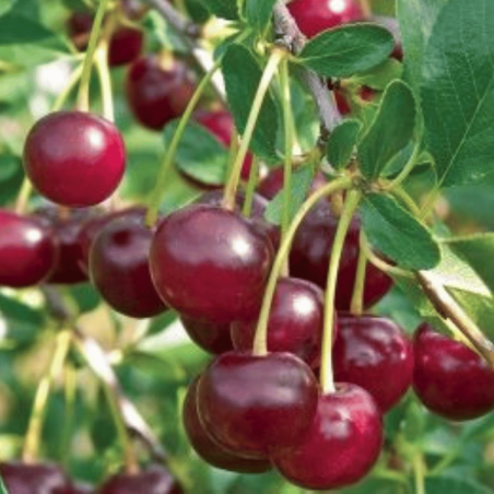 Vyšnia ,,Molodjožnaja,, /prunus cerasus/ (vidēji agrs)