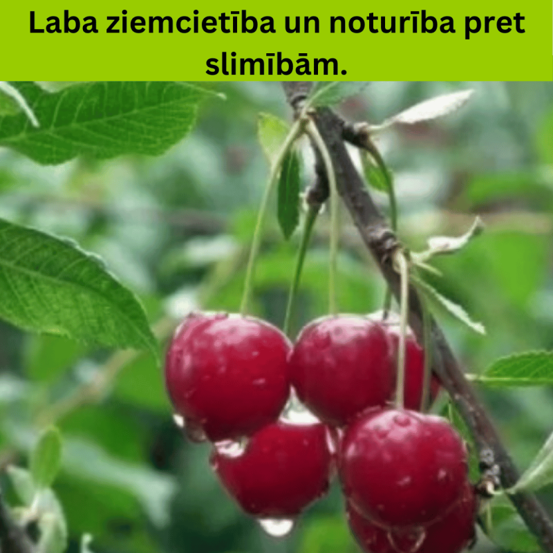 Ķirsis, saldais ,,Karina,, /prunus avium/ (vidēji vēlais)