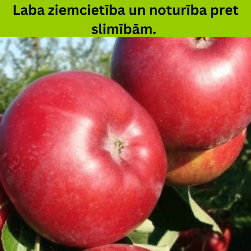 Ābele, vasaras ,,Doč melba,, /malus domestica/