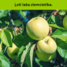 Ābele, vasaras "Antonowka Maslowa" /Malus domestica/