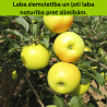 Ābele, ziemas ,,Bohemia Gold,, /malus domestica/