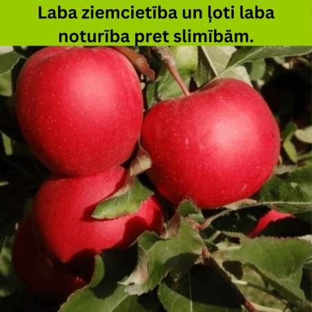 Ābele, ziemas ,,Bohemia,, /malus domestica/