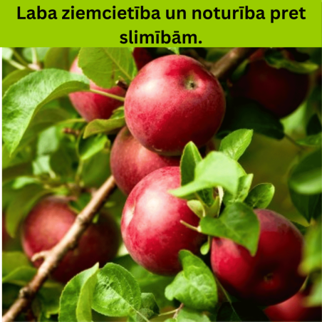 Ābele, ziemas "Jonaprince", /Malus domestica/ - 120-160cm