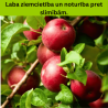 Ābele, ziemas "Jonaprince", /Malus domestica/ - 120-160cm