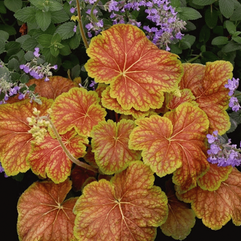 Heihēra "Delta Dawn" /heuchera/ - C2 kont.
