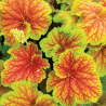 Heihēra "Delta Dawn" /heuchera/ - C2 kont.