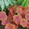 Heihēra "Delta Dawn" /heuchera/ - C2 kont.