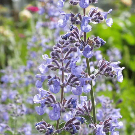 Kaķumētra, fāsena "Six Hills Giant" /nepeta faassenii/ - P9 kont.